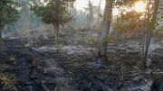 Waldbrand Schwarzes Holz